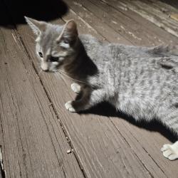 Found/Stray Unknown Cat last seen Near Cross Timber, Burleson, TX 76028