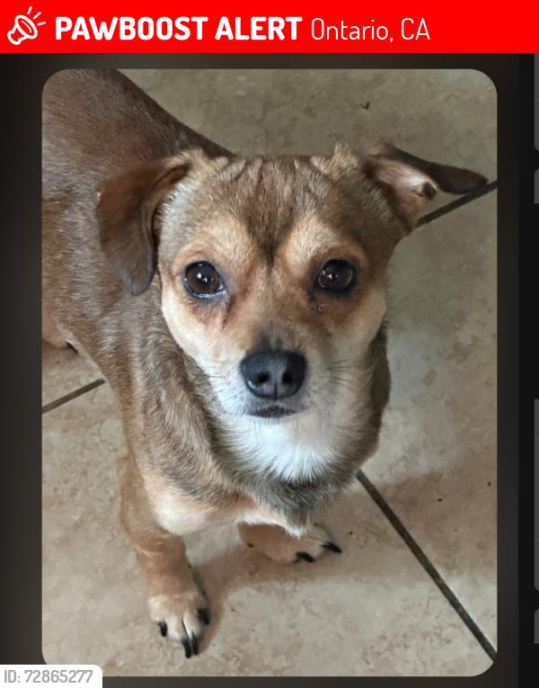 Lost Male Dog last seen S Euclid Ave. & W Holt Blvd., Ontario, CA 91762