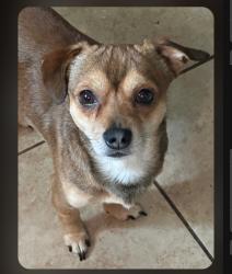 Lost Male Dog last seen S Euclid Ave. & W Holt Blvd., Ontario, CA 91762
