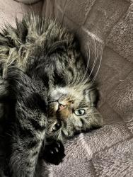 Lost Male Cat last seen 25th st and chandler blvd, Phoenix, AZ 85048