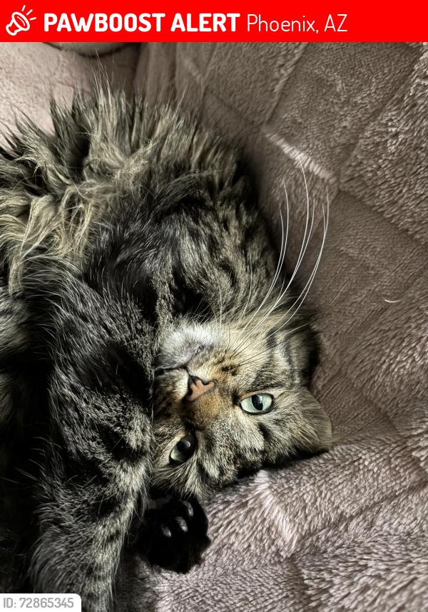 Lost Male Cat last seen 25th st and chandler blvd, Phoenix, AZ 85048