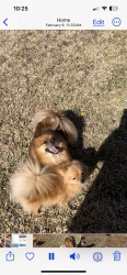 Lost Female Dog last seen Creek Bluff Ln, Clay County, FL 32068