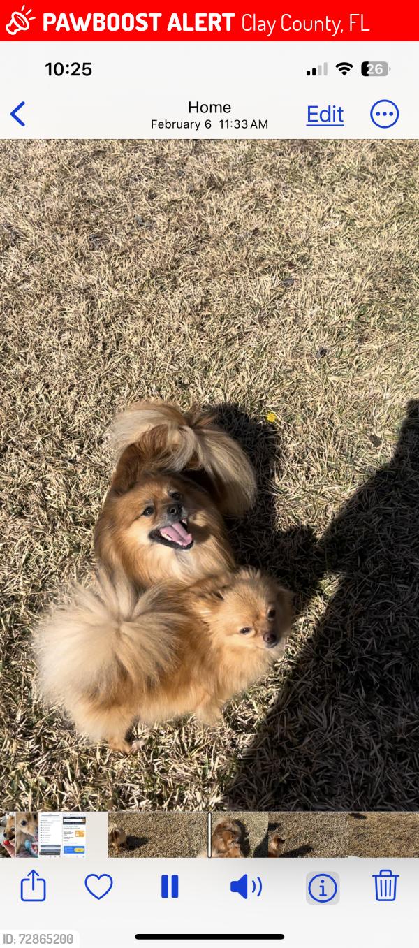 Lost Female Dog last seen Creek Bluff Ln, Clay County, FL 32068