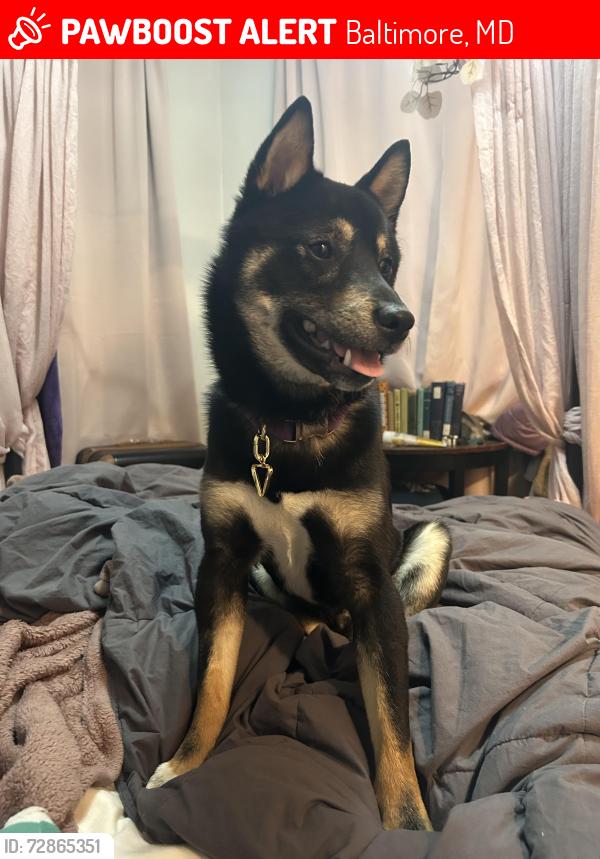 Lost Male Dog last seen In my yard, Baltimore, MD 21229
