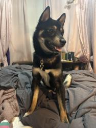 Lost Male Dog last seen In my yard, Baltimore, MD 21229