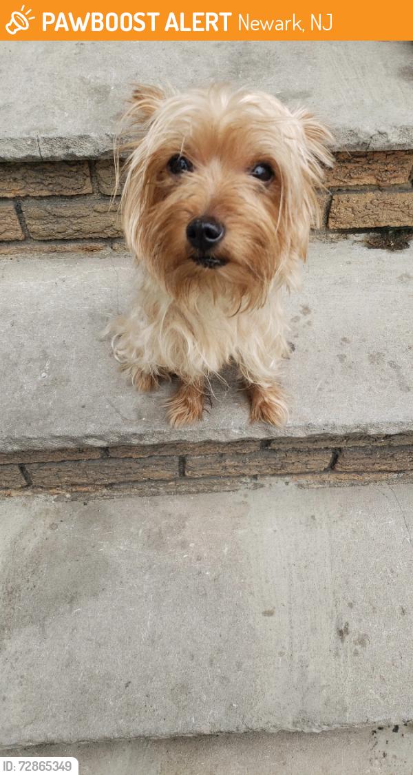 Found/Stray Female Dog last seen Bloomfield Avenue area roaming, Newark, NJ 007104