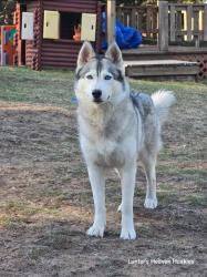 Lost Female Dog last seen Near 119th Ave NW Coon Rapids MN 55448, Coon Rapids, MN 55448