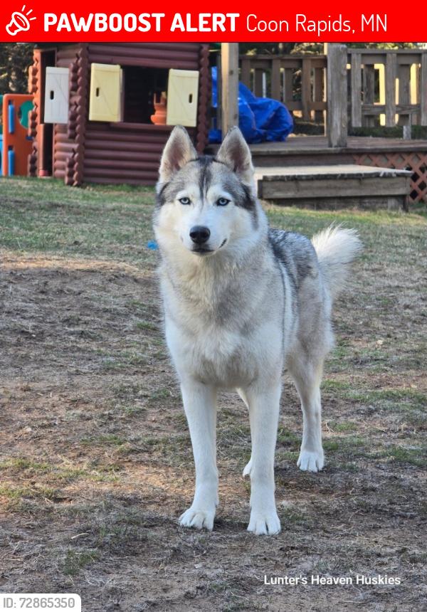 Lost Female Dog last seen Near 119th Ave NW Coon Rapids MN 55448, Coon Rapids, MN 55448