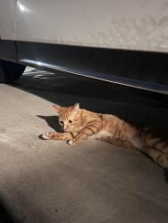 Found/Stray Male Cat last seen Bedell street , Lincoln, CA 95648