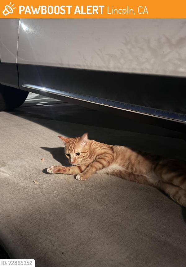 Found/Stray Male Cat last seen Bedell street , Lincoln, CA 95648