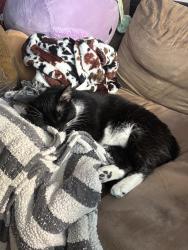 Lost Female Cat last seen east south st under neighbors shed, Litchfield, MN 55355