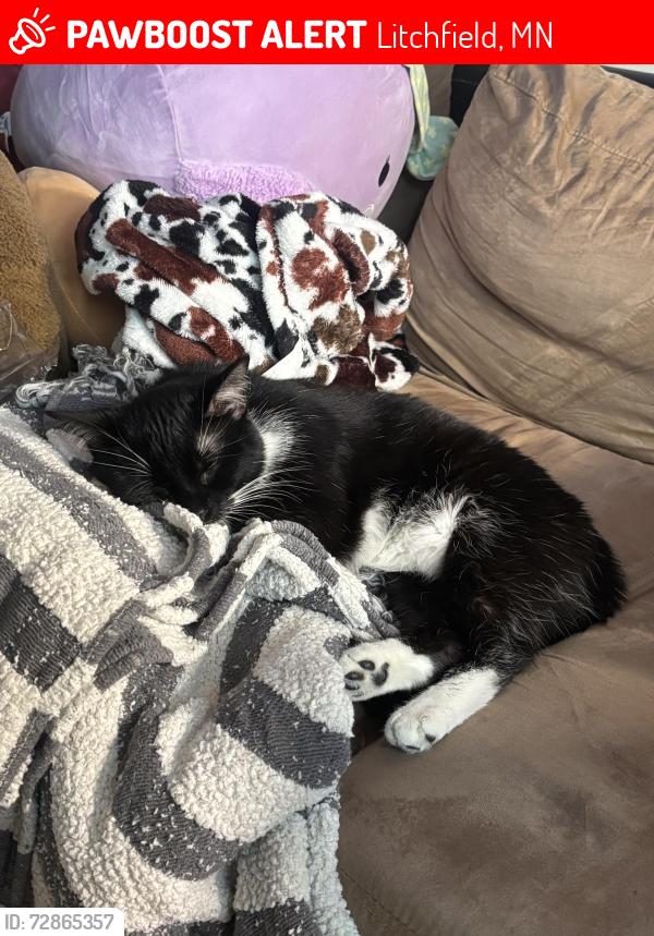 Lost Female Cat last seen east south st under neighbors shed, Litchfield, MN 55355
