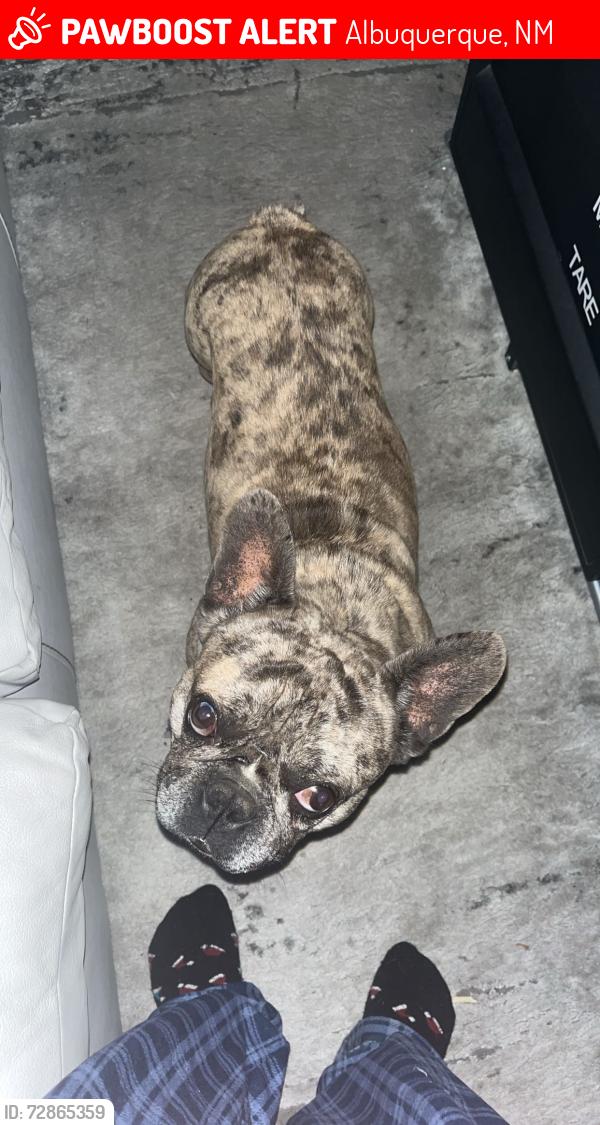 Lost Male Dog last seen Wyoming and central , Albuquerque, NM 87123