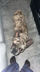 Lost Male Dog last seen Wyoming and central , Albuquerque, NM 87123