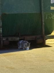 Found/Stray Unknown Cat last seen Behind Carhartt store, under green dumpster, Westlake, OH 44145