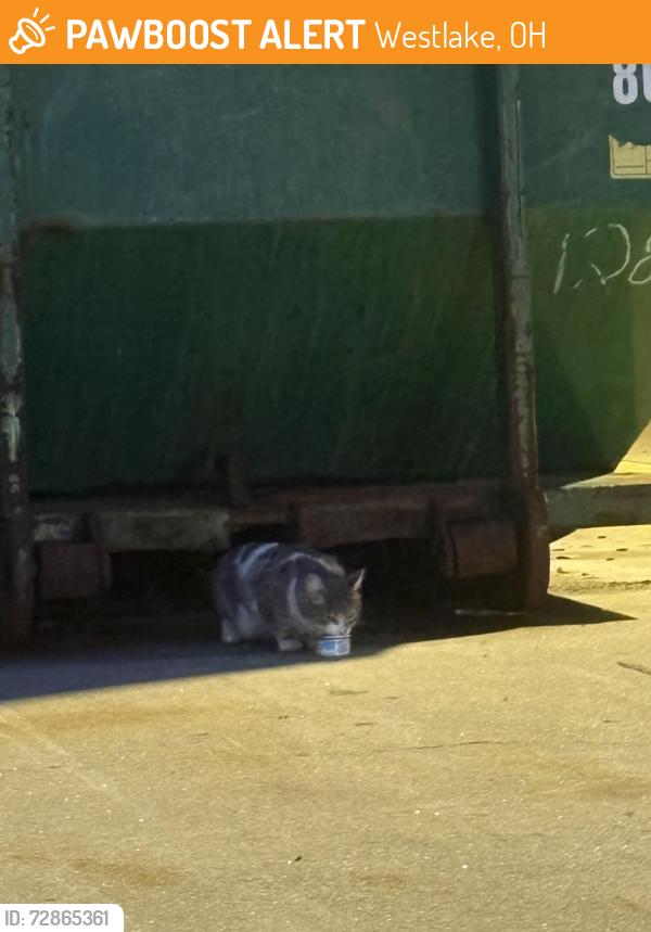 Found/Stray Unknown Cat last seen Behind Carhartt store, under green dumpster, Westlake, OH 44145