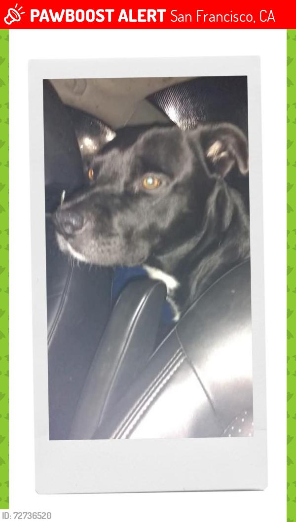 Lost Male Dog last seen 8th st n howard , San Francisco, CA 94130