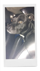 Lost Male Dog last seen 8th st n howard , San Francisco, CA 94130