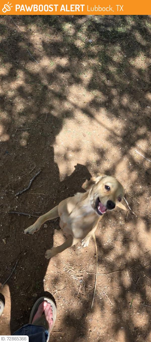 Found/Stray Male Dog last seen University, Lubbock, TX 79413