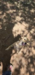 Found/Stray Male Dog last seen University, Lubbock, TX 79413