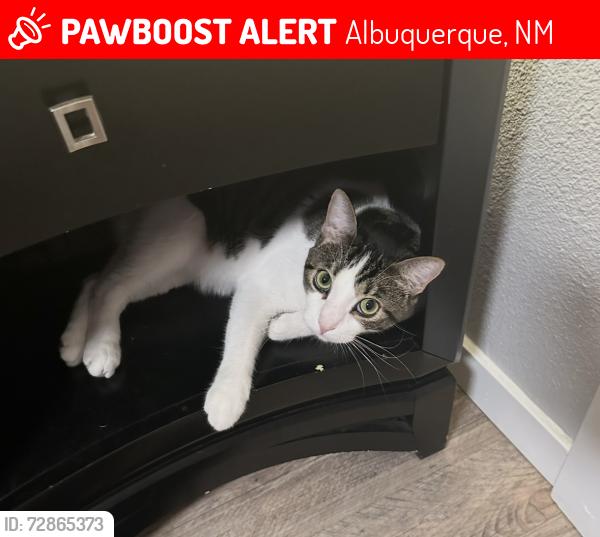 Lost Male Cat last seen Morris St NE - Eagle Point Apartments , Albuquerque, NM 87111