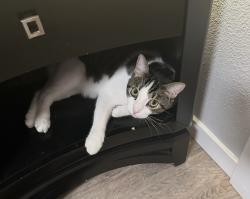 Lost Male Cat last seen Morris St NE - Eagle Point Apartments , Albuquerque, NM 87111