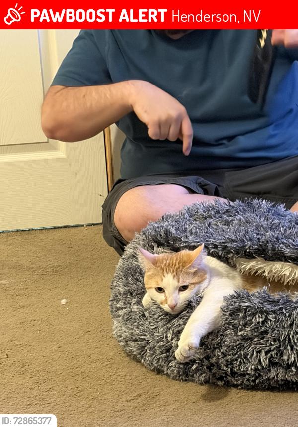 Lost Male Cat last seen Pecos and Pebble, Henderson, NV 89074
