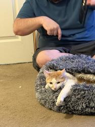 Lost Male Cat last seen Pecos and Pebble, Henderson, NV 89074