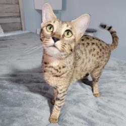 Shelter Stray Female Cat last seen , 8020 Washington St, Port Richey, FL 34668, USA