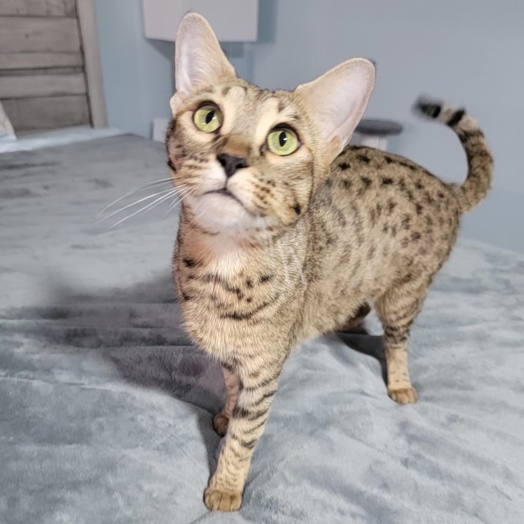 Shelter Stray Female Cat last seen , 8020 Washington St, Port Richey, FL 34668, USA