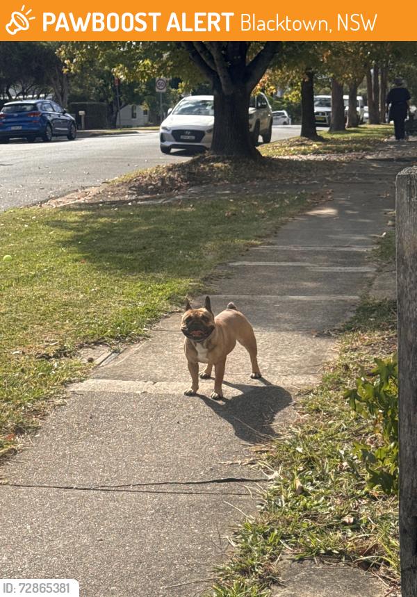 Found/Stray Female Dog last seen Kmart Blacktown , Blacktown, NSW 2148