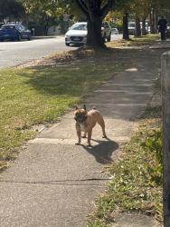 Found/Stray Female Dog last seen Kmart Blacktown , Blacktown, NSW 2148