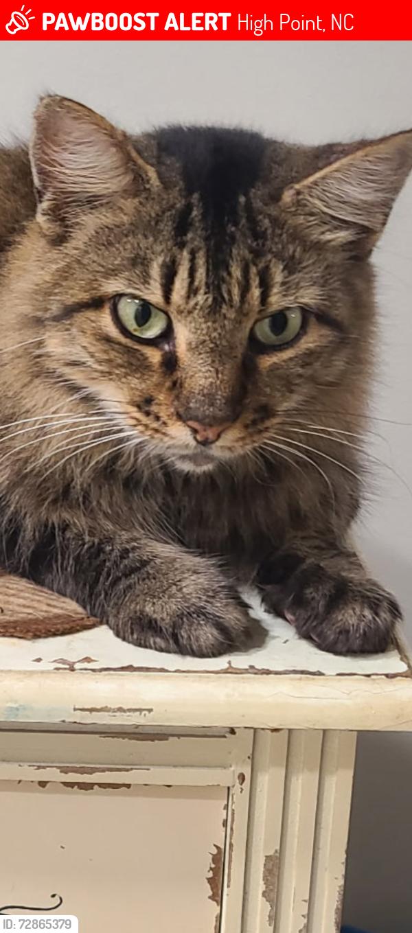 Lost Male Cat last seen Chandler , High Point, NC 27262