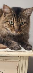Lost Male Cat last seen Chandler , High Point, NC 27262