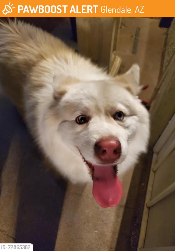 Found/Stray Male Dog last seen 63rd camelback , Glendale, AZ 85301
