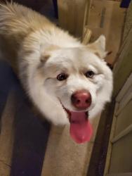 Found/Stray Male Dog last seen 63rd camelback , Glendale, AZ 85301