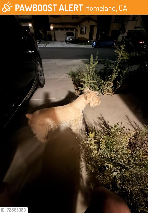 Lost Male Dog last seen Country view community , Homeland, CA 92548