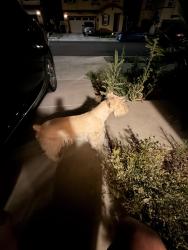 Lost Male Dog last seen Country view community , Homeland, CA 92548