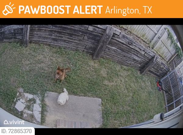 Found/Stray Unknown Dog last seen Carl Knox Jr Park, Arlington, TX 76012