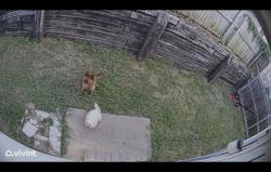 Found/Stray Unknown Dog last seen Carl Knox Jr Park, Arlington, TX 76012