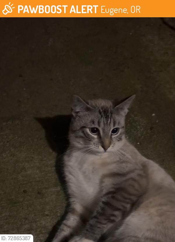 Found/Stray Male Cat last seen St. Helena and Sattui, Eugene, OR 97402