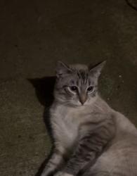 Found/Stray Male Cat last seen St. Helena and Sattui, Eugene, OR 97402
