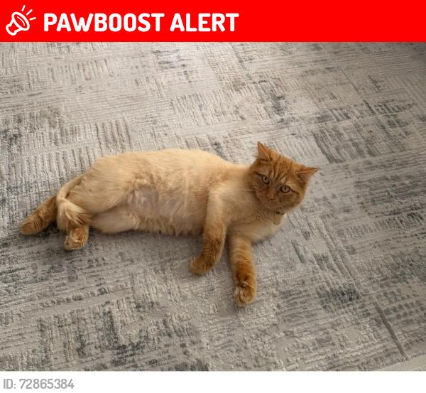 Lost Male Cat last seen Brinkley Road, Greater London, England KT4