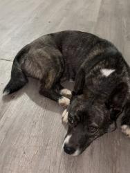 Found/Stray Female Dog last seen Woodcrest elementary , Riverside, CA 92508