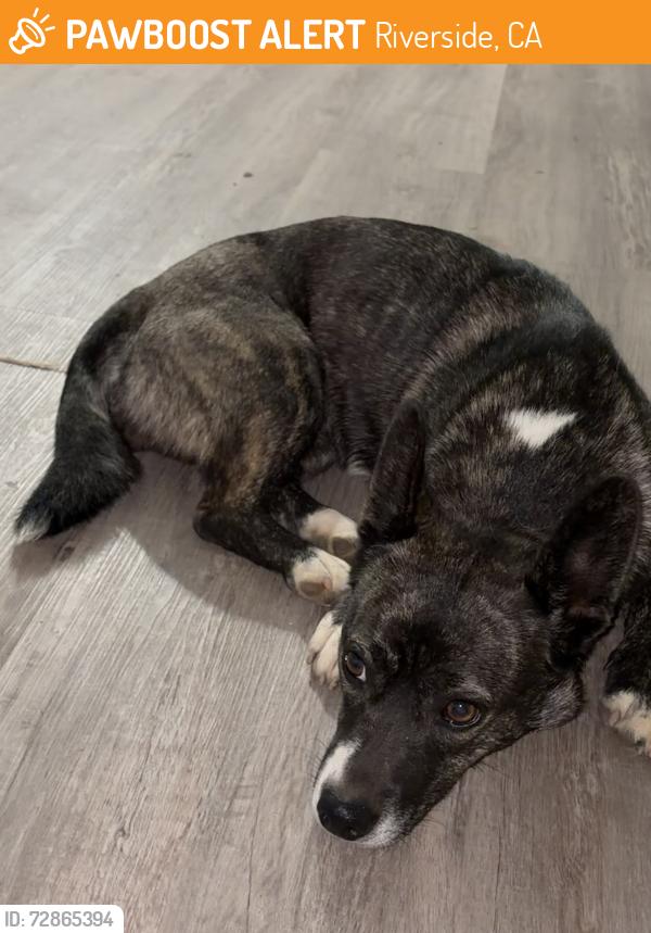 Found/Stray Female Dog last seen Woodcrest elementary , Riverside, CA 92508