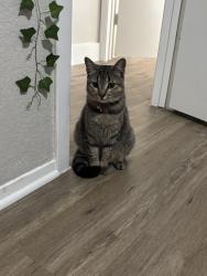 Lost Female Cat last seen Craig st, Fort Worth, TX 76112