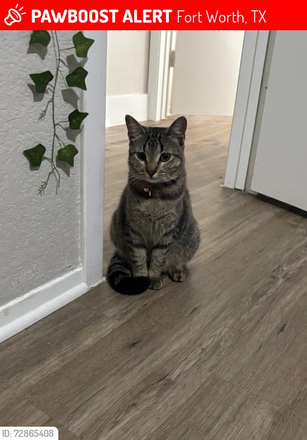 Lost Female Cat last seen Craig st, Fort Worth, TX 76112