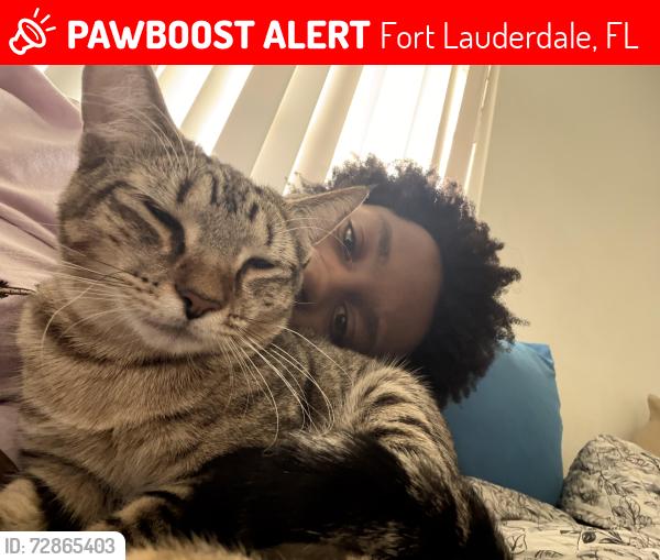 Lost Female Cat last seen Near E commercial blvd, Fort Lauderdale, FL 33334
