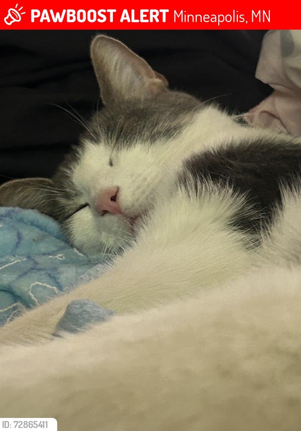 Lost Male Cat last seen Como ave, Minneapolis, MN 55414