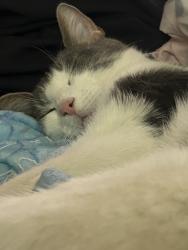 Lost Male Cat last seen Como ave, Minneapolis, MN 55414